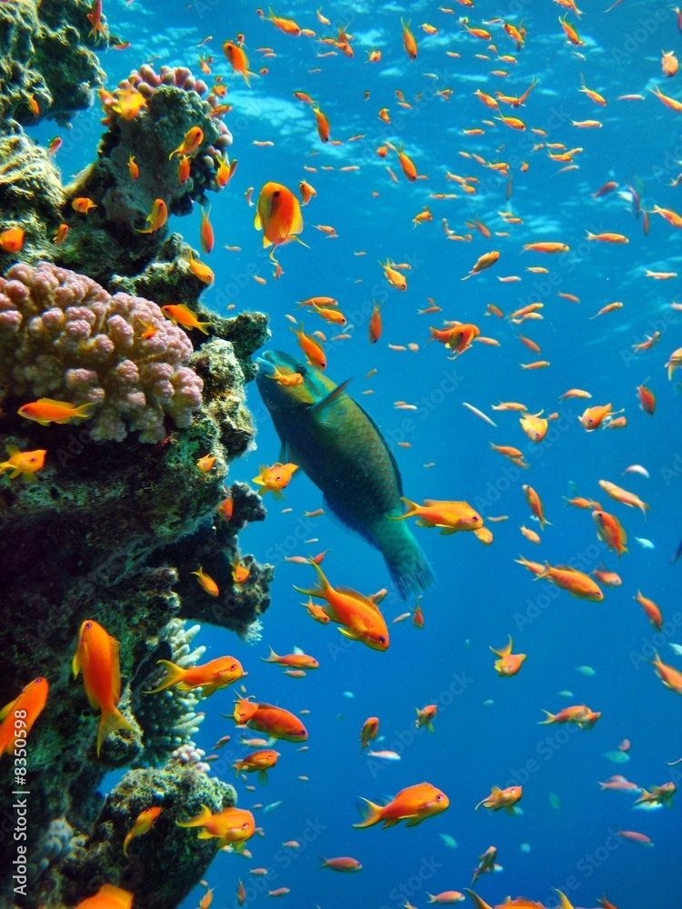 Fototapeta premium rafa koralowa