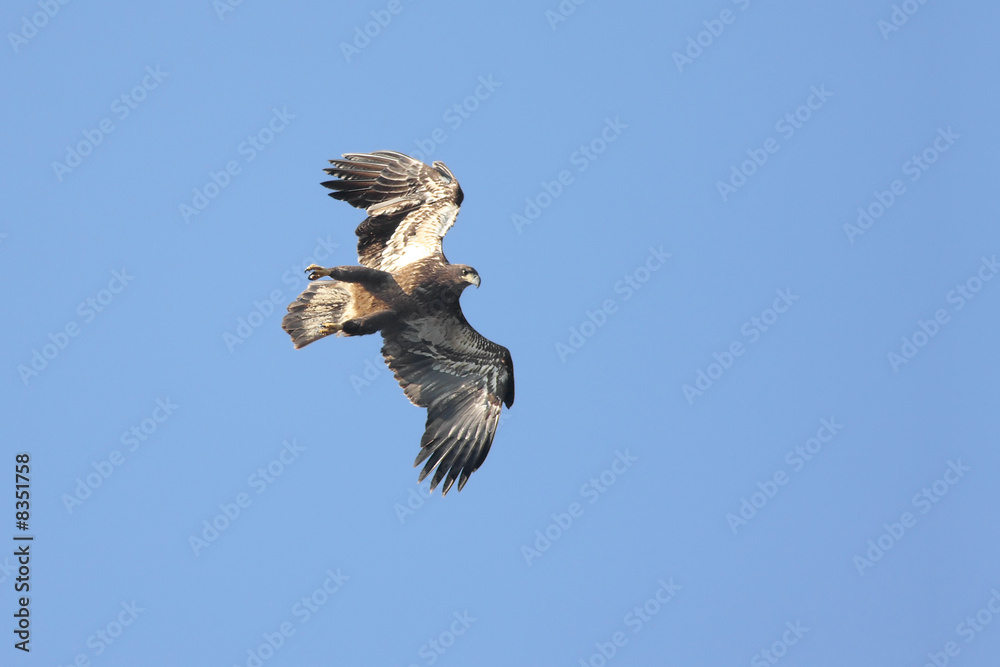 Fototapeta premium Young Bald Eagle (haliaeetus leucocephalus) in flight