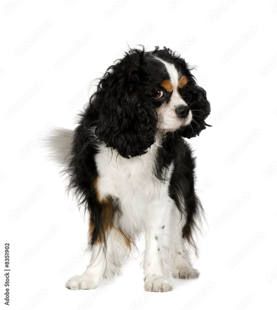 Cavalier King Charles Spaniel (5 years)