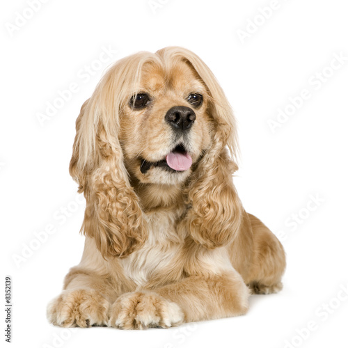 Bild auf Leinwand american Cocker Spaniel (3 years)