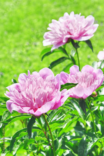 Peonies