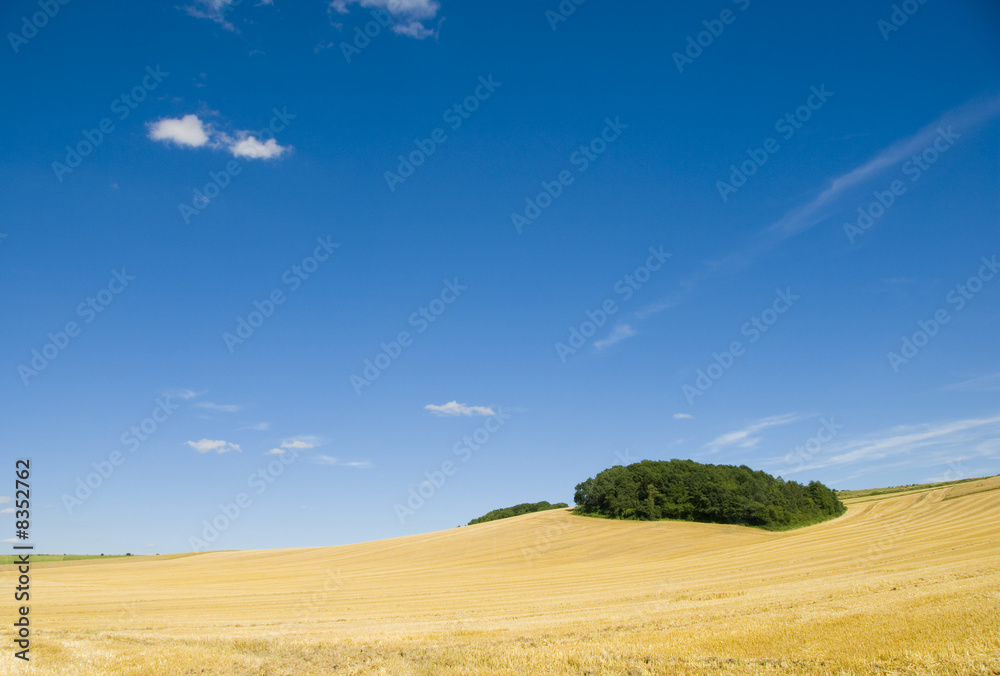 Fototapeta premium paysage agricole