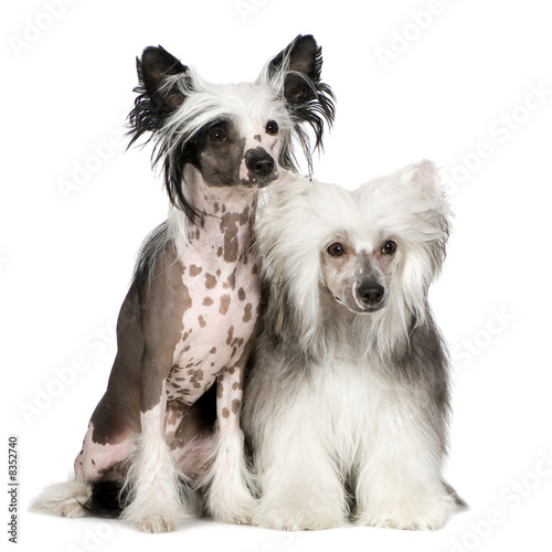 Foto Chinese Crested Dog - Powderpuff
