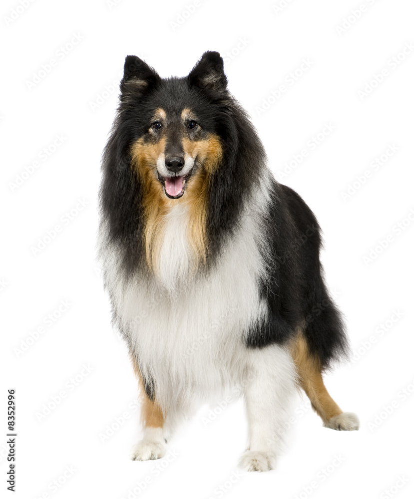 Rough Collie (9 years)