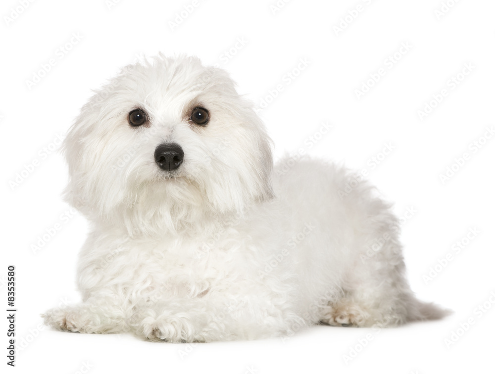 Coton de Tulear (1 year)