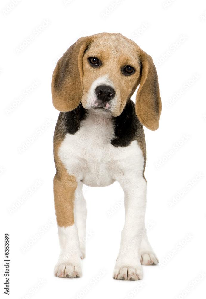 Beagle (3 months)
