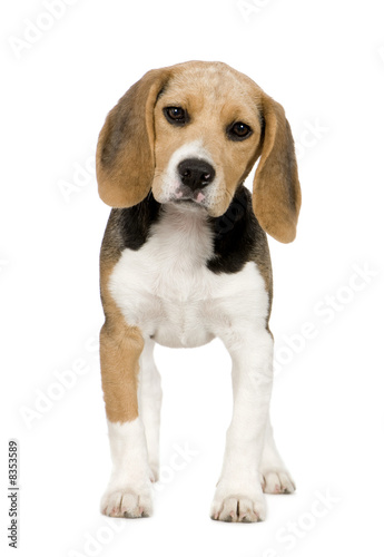 Beagle (3 months)
