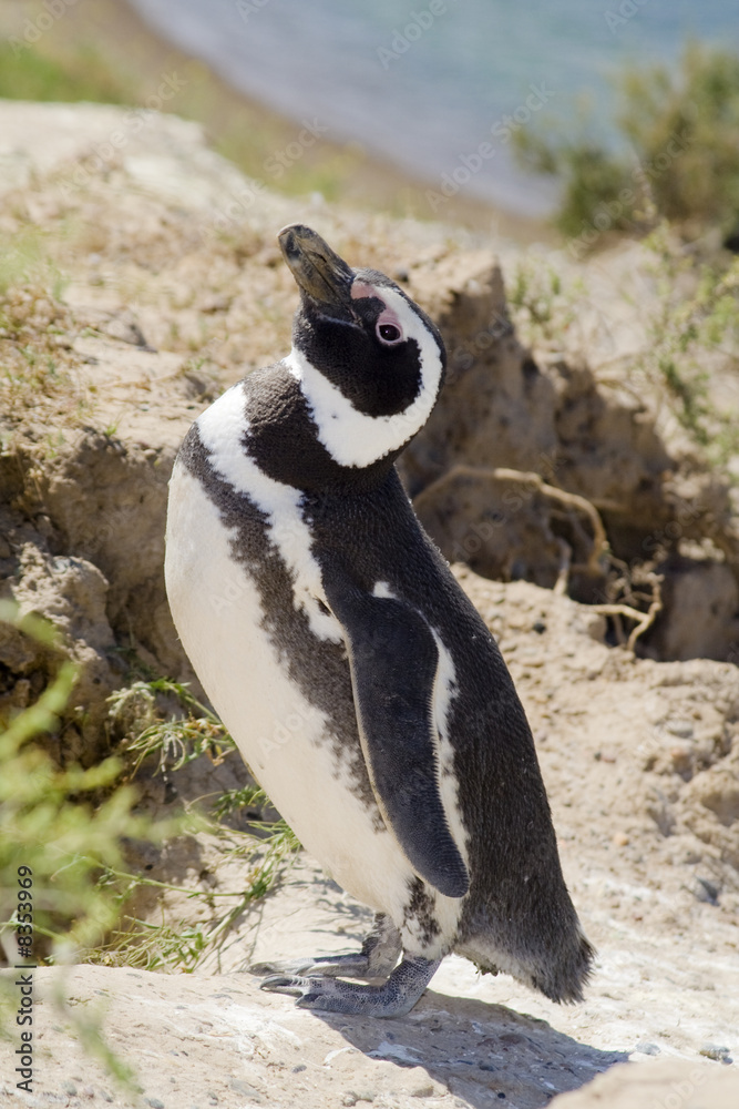 Naklejka premium Maggelanpinguin, Argentinien, Südamerika