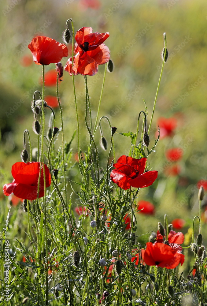 Obraz premium Coquelicots des Alpes-de-Haute-Provence - France