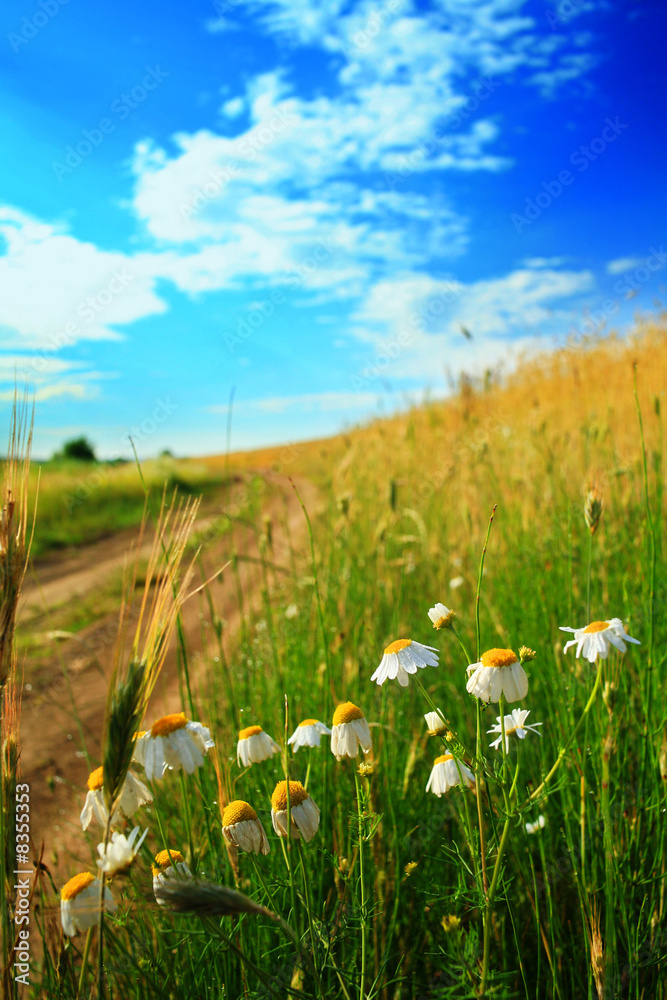 Field with flowers