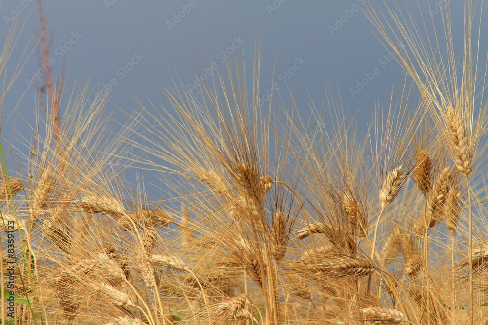 Grano Grano