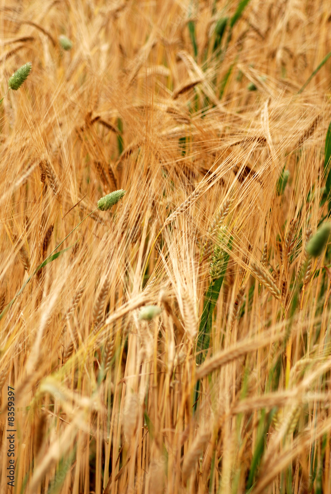 Fototapeta premium Grain field