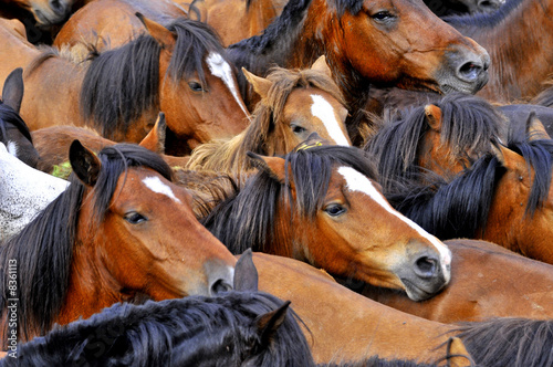 caballos