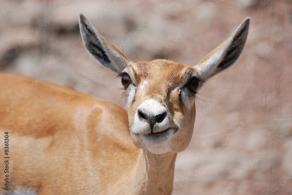 Obraz premium gazelle