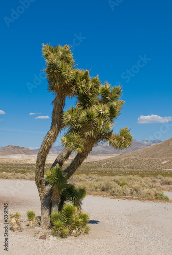 Joshua tree, California, Southwest USA