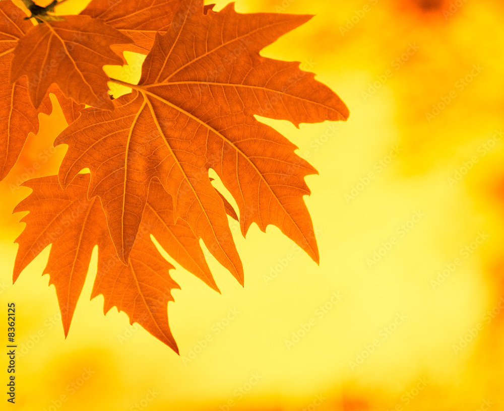 autumn leaves, very shallow focus autumn leaves, very shallow focus