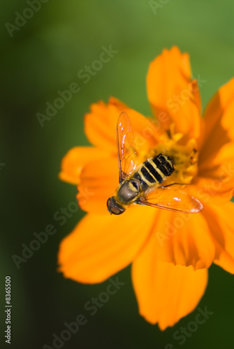 Ozark Tickseed with Bee 2