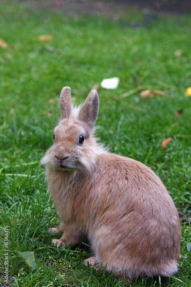 kaninchen kaninchen