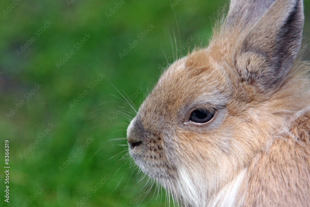 Fototapeta premium Kaninchen