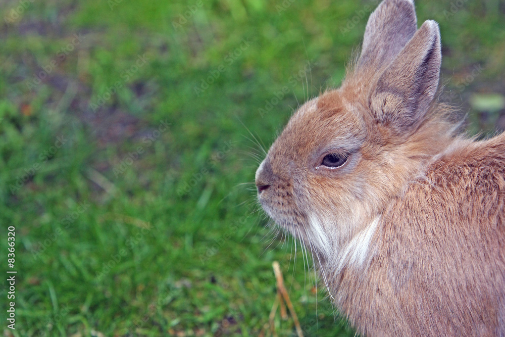 Fototapeta premium Kaninchen