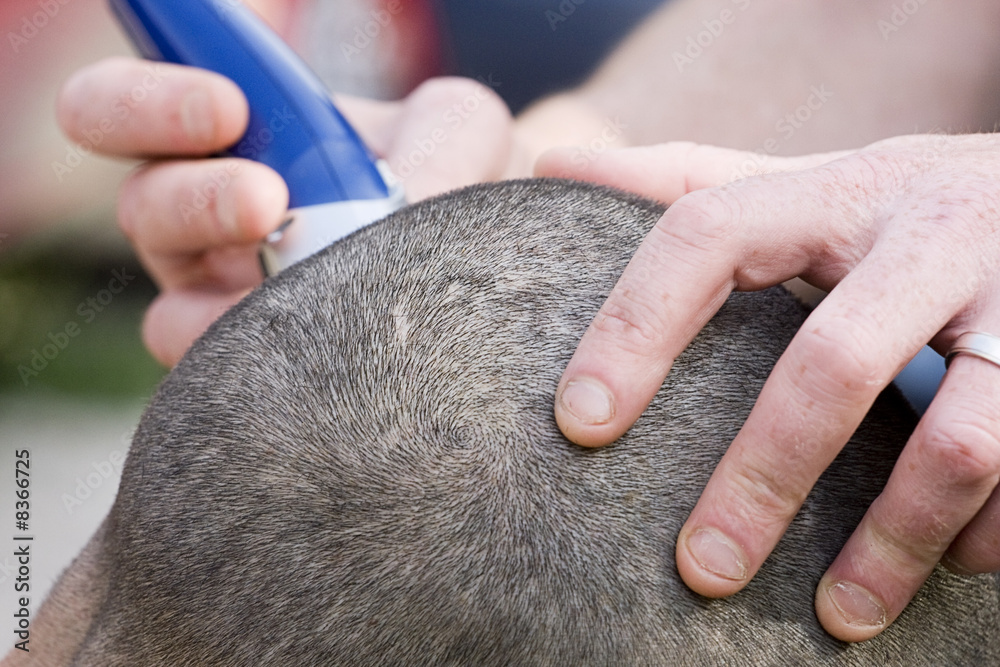Fototapeta premium crane rasé