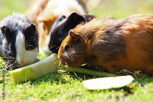 meerschweinchen photo