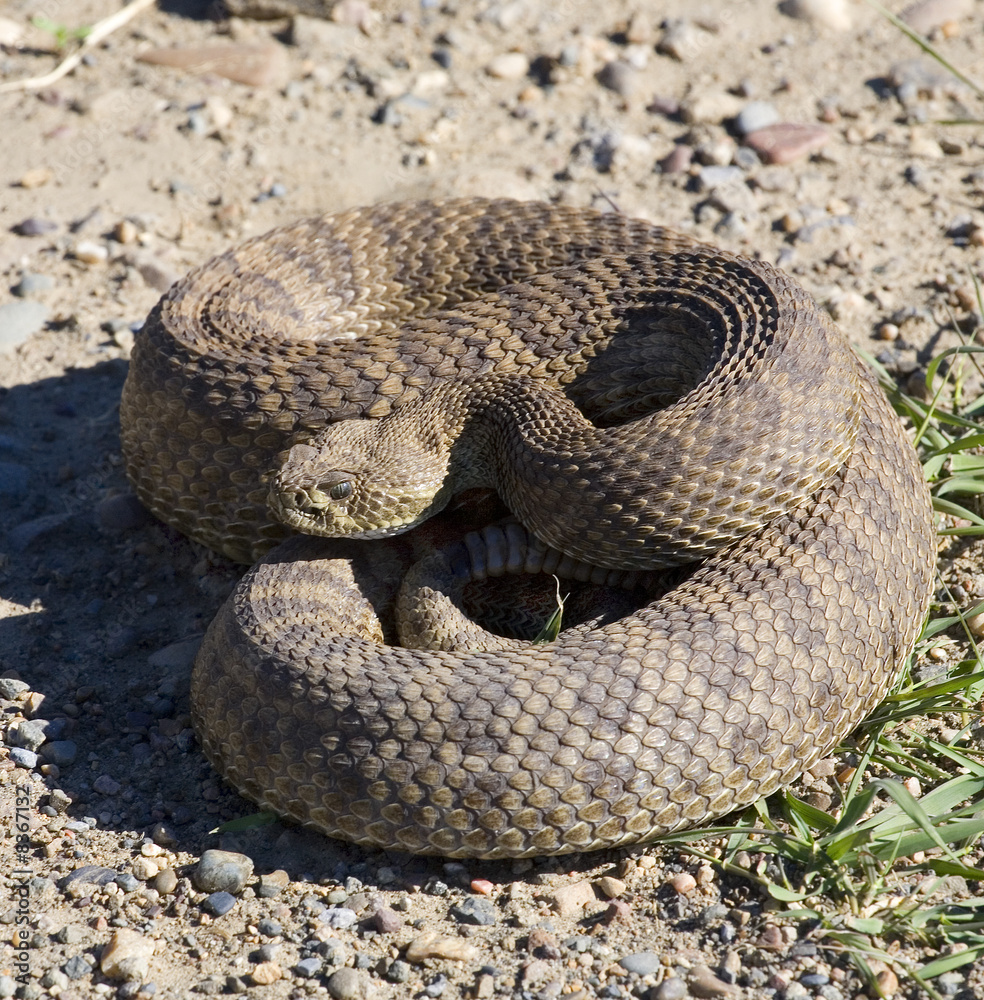 Obraz premium prairie rattlesnake