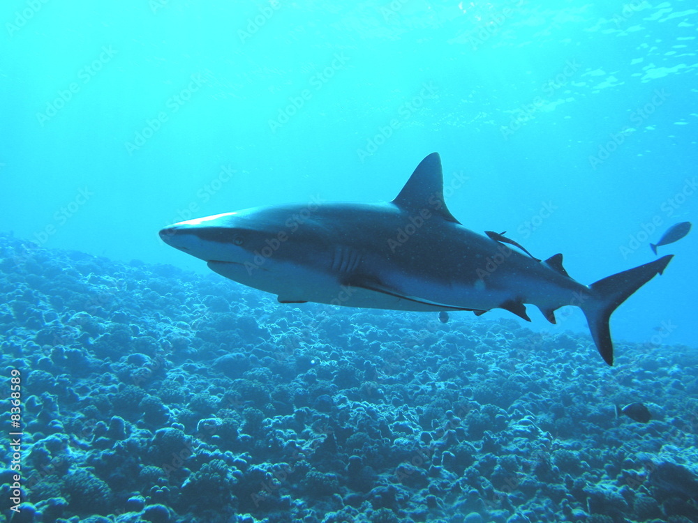 Requin Requin