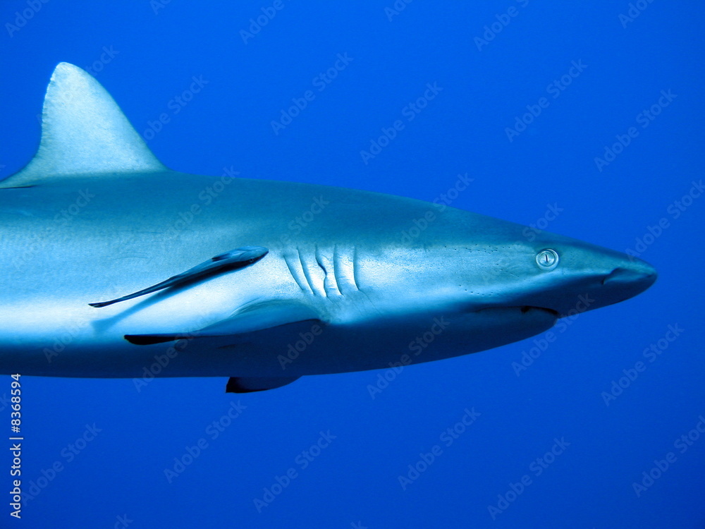 Naklejka premium Requin