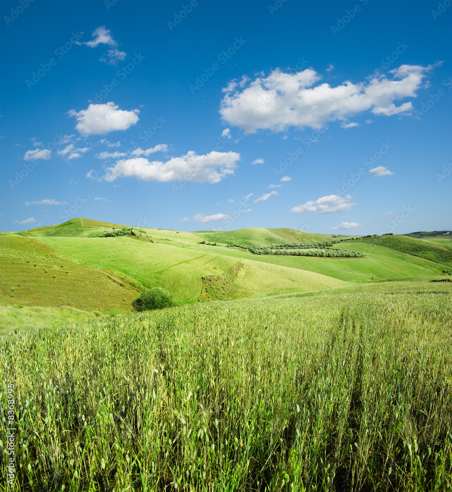 landscape for green hill of wheat and white clouds in blue sky