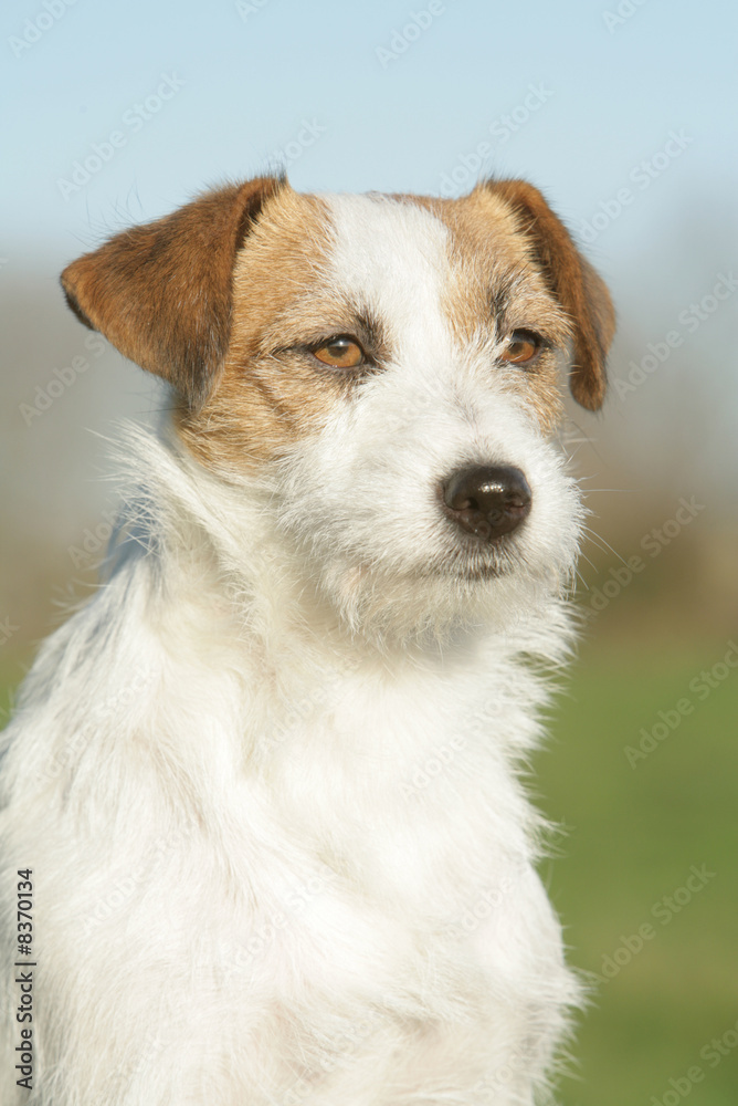 chien  Jack Russel terrier