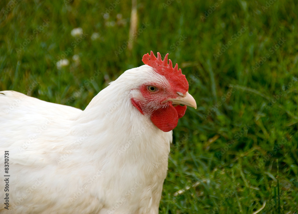 hen