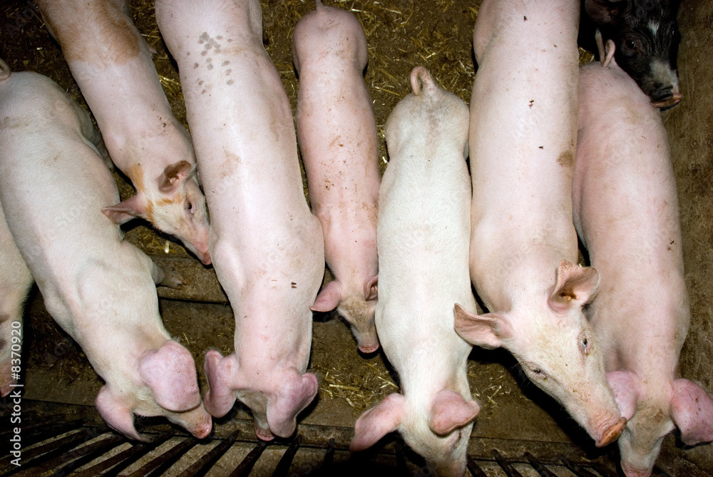 pigs pigs
