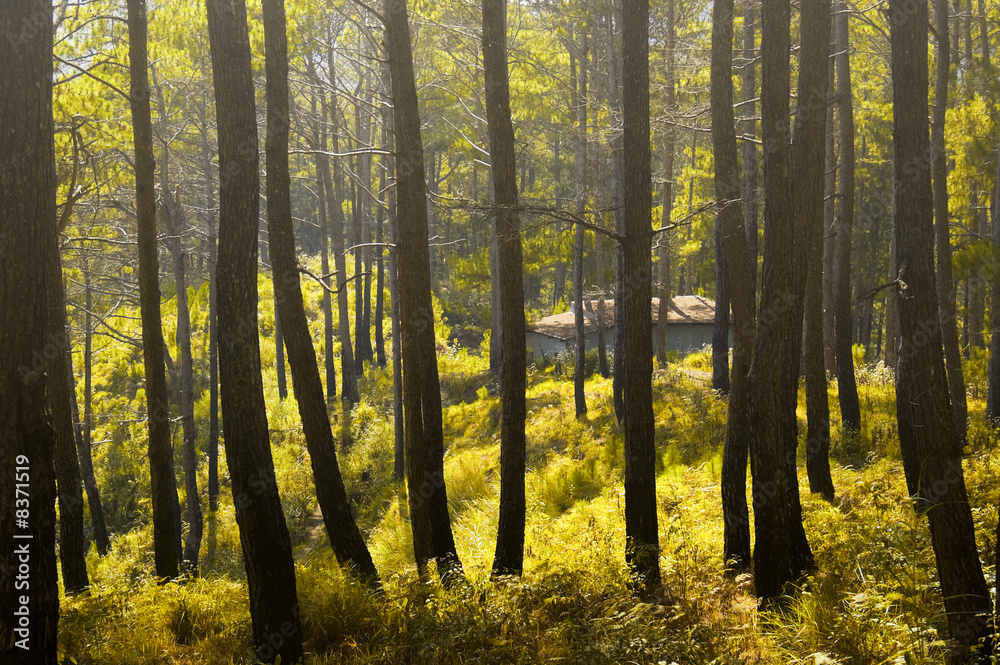 Fototapeta premium Pine Trees