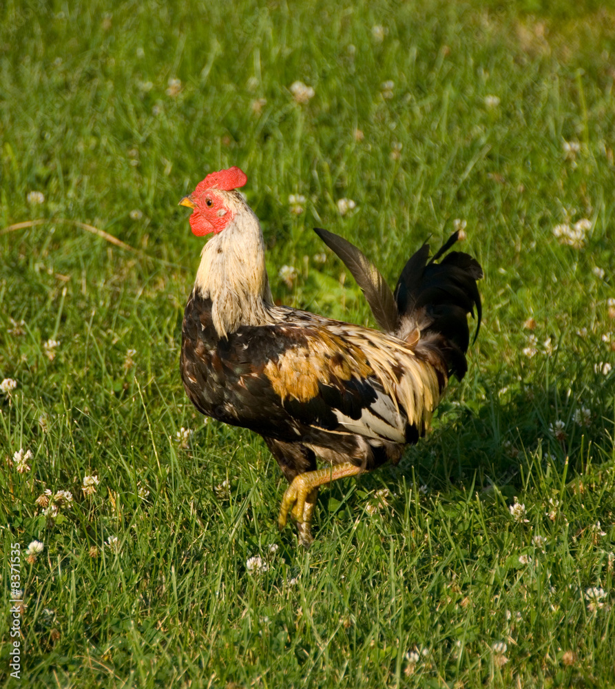 Fototapeta premium cock