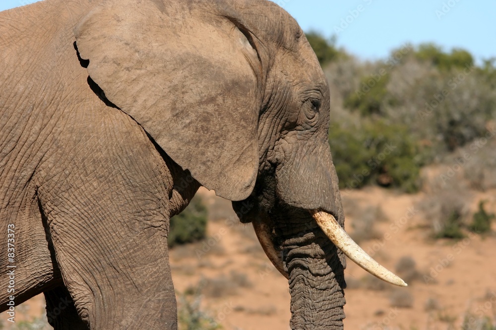 African Elephant Portrait