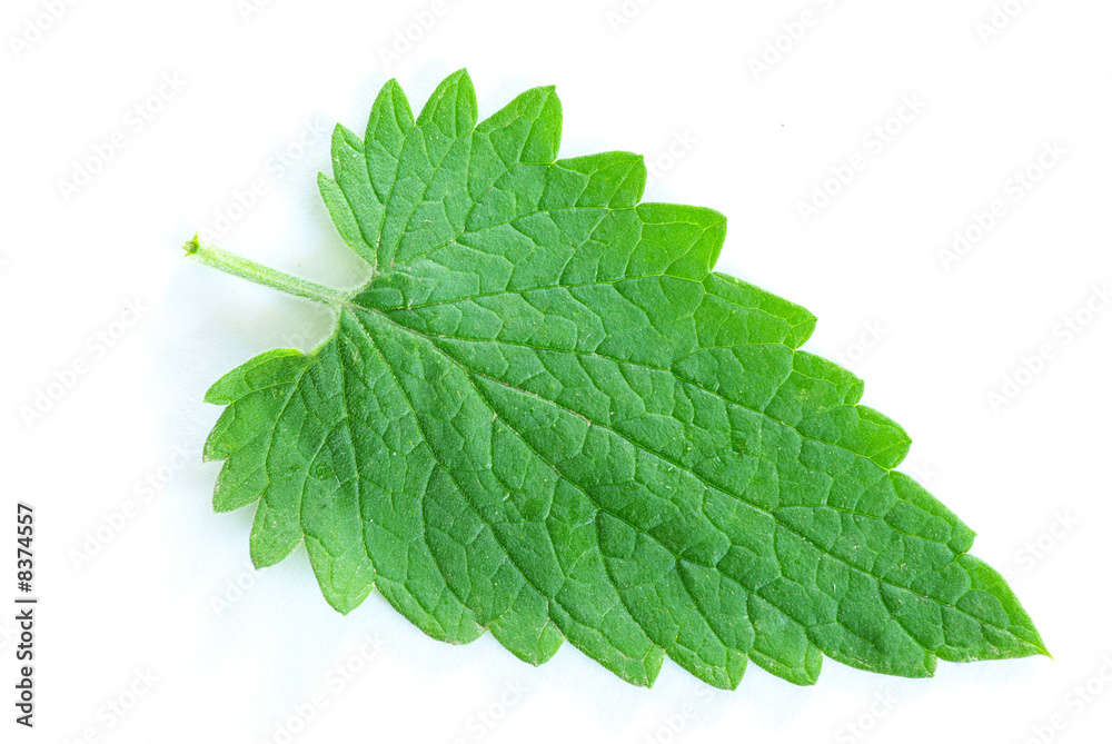 Fototapeta premium green leaf