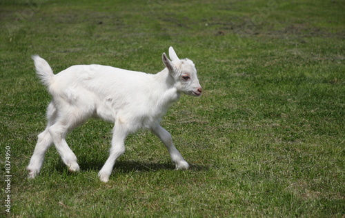 Little goat running on meadow
