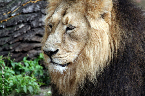 Fototapeta Naklejka Na Ścianę i Meble -  Noble Lion portrait
