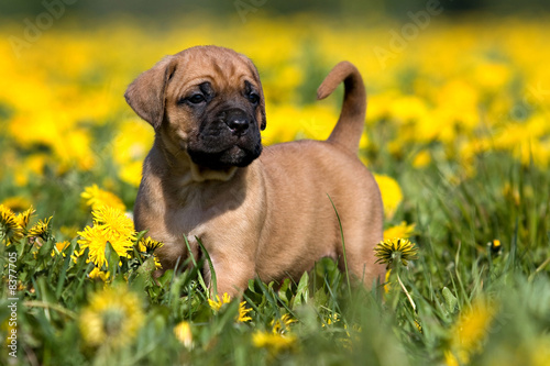 Dogo Canario puppy in yellow dandelions