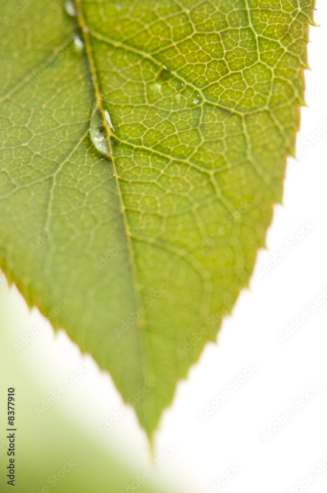 Close Up Leaf & Water Drops