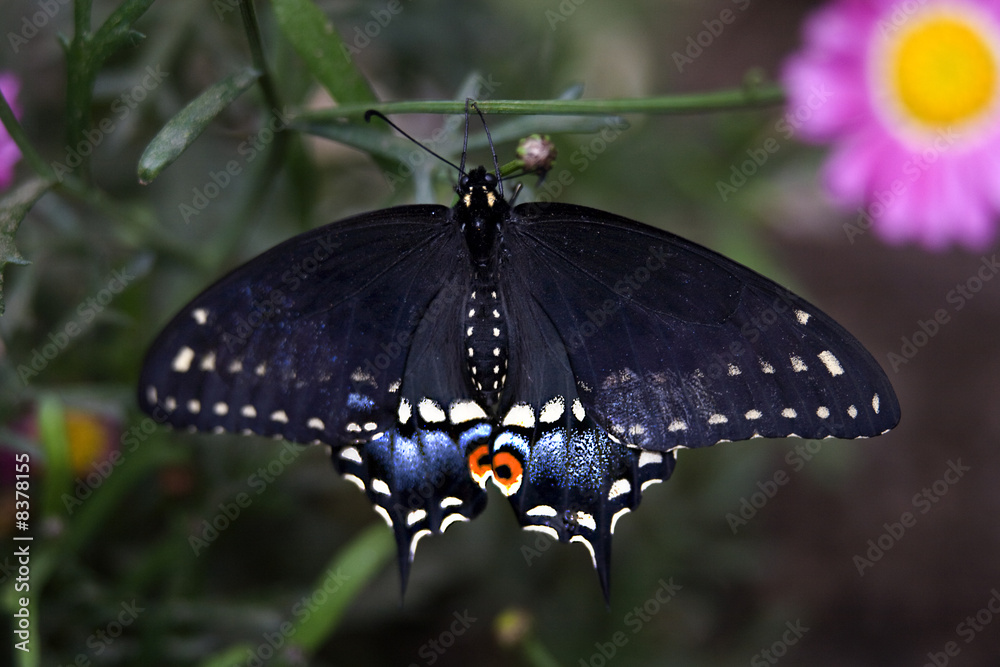 Obraz premium Spicebush Swallowtail