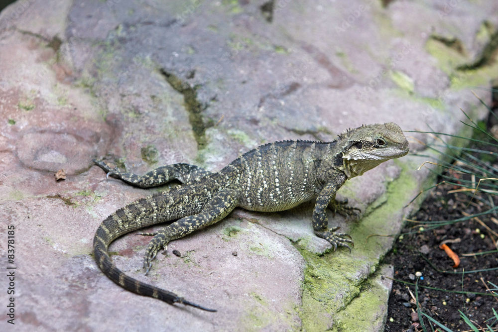 Naklejka premium Echse