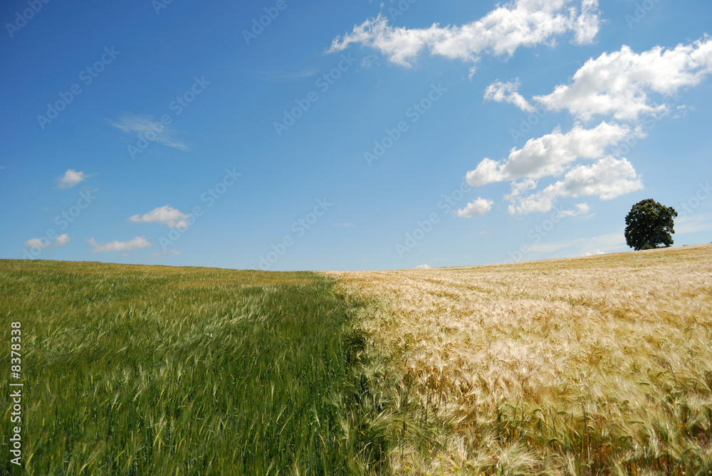 Fototapeta premium Summer Field