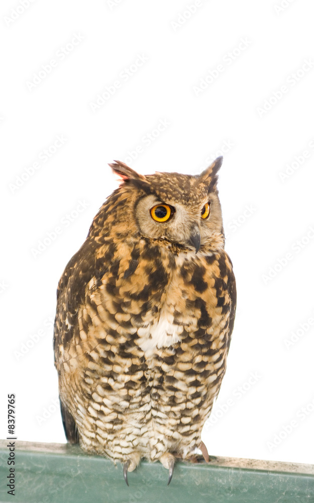 owl animal owl animal