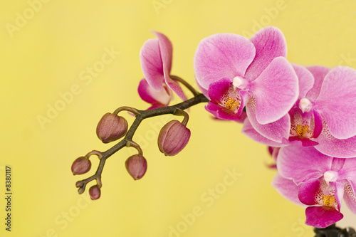 Plakat Red orchid 