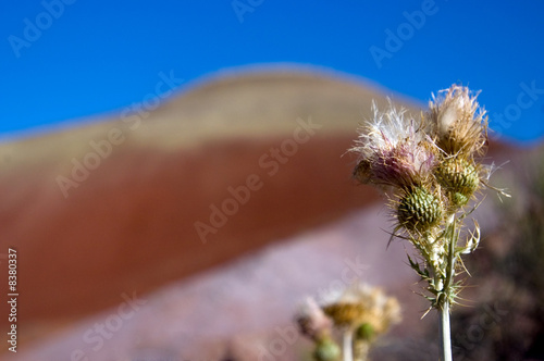 John Day Fossil Bed National monument photo