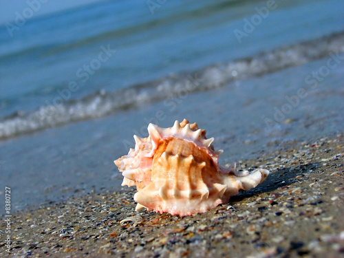 Sea shell