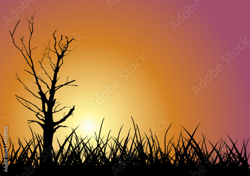 Tree outline on sunset background. Vector illustration.