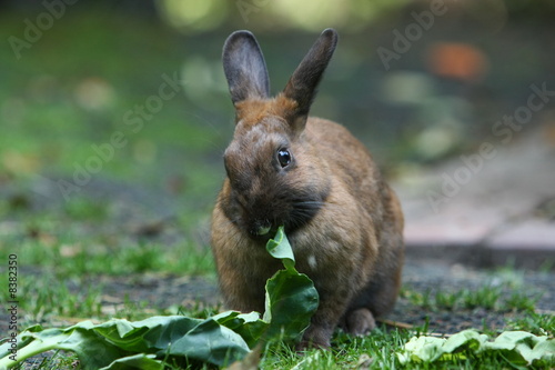 kaninchen